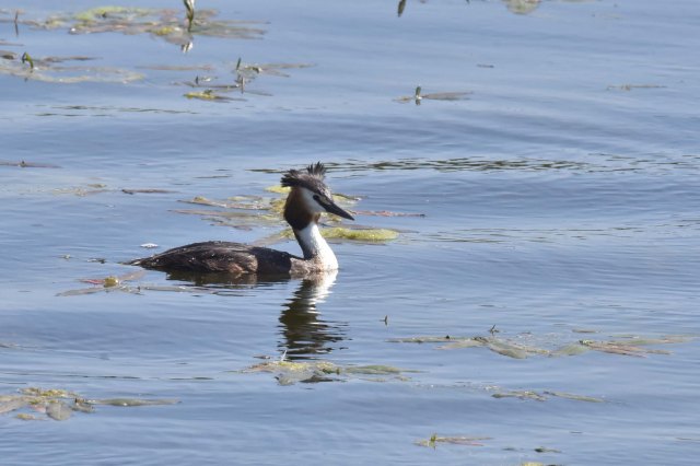 Great Crested Grebe