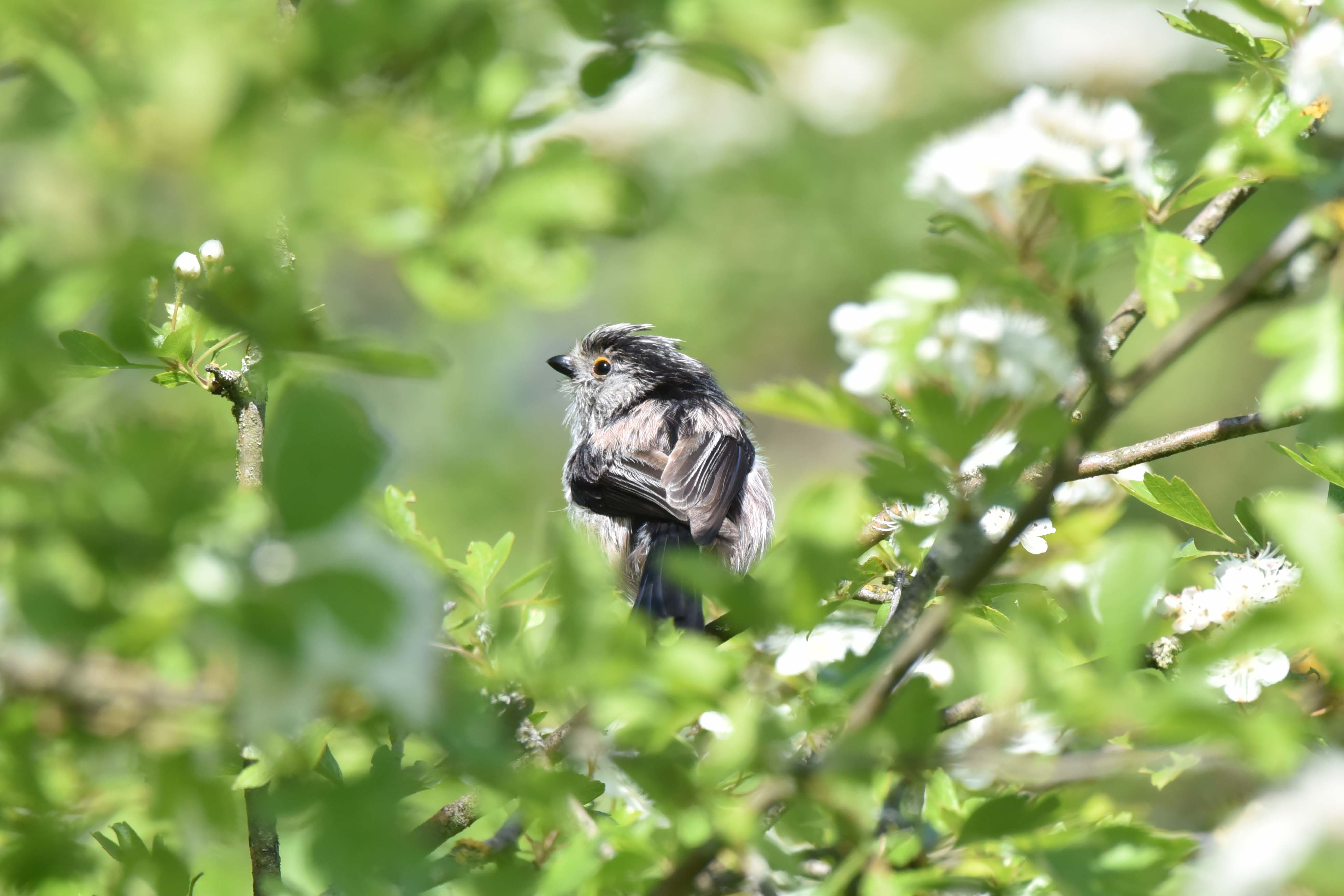 Long Tailed Tit