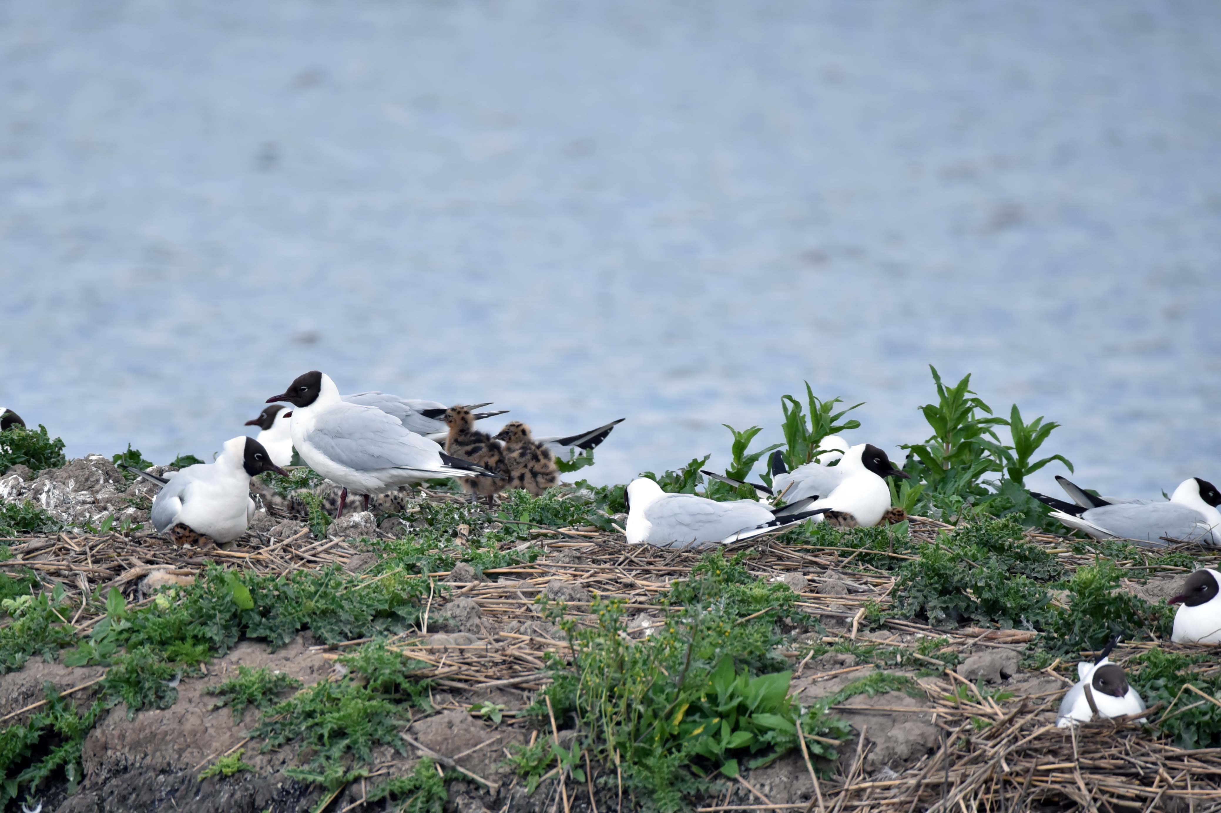 Black Headed Gulls