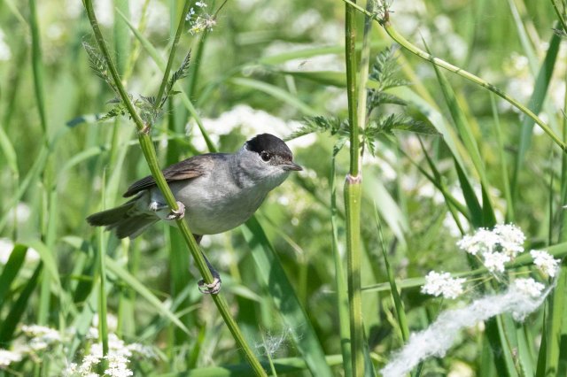 Blackcap