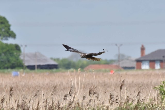 Marsh Harrier