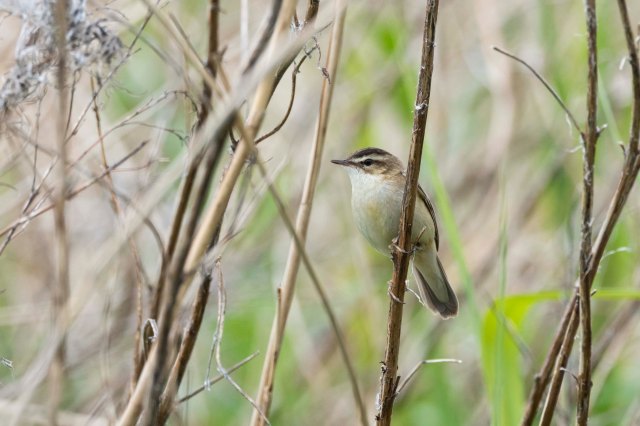 Sedge Warbler