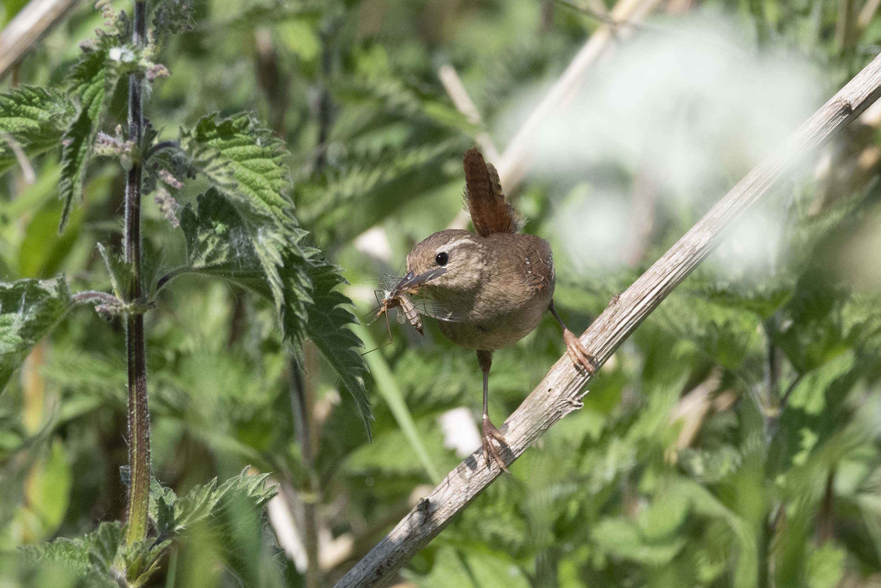 Wren