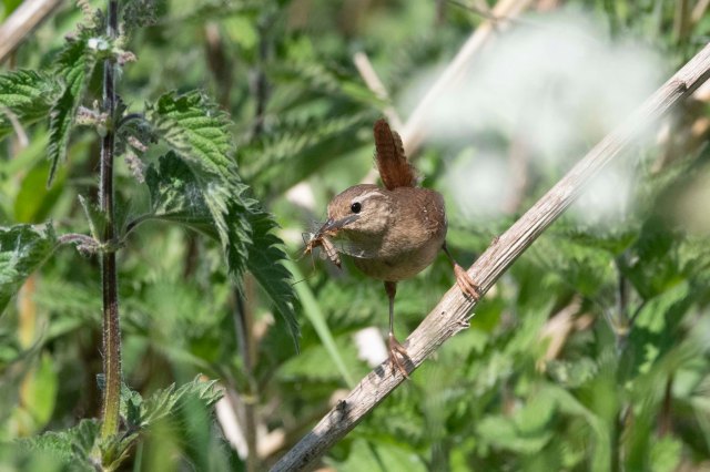 Wren