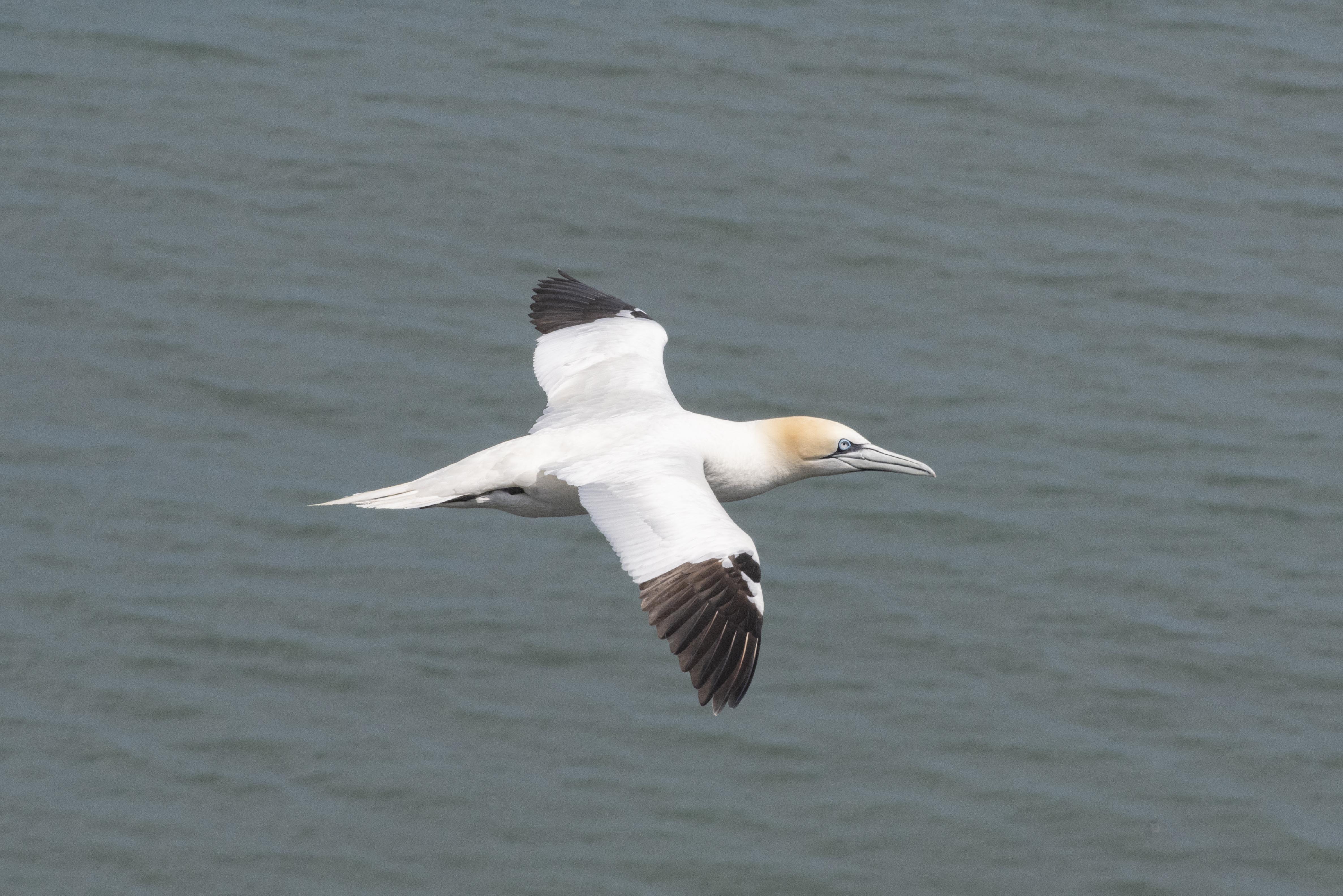 Flying Gannet