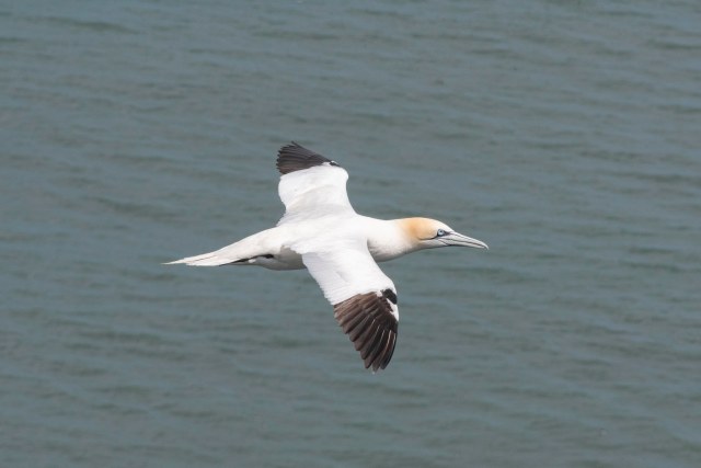 Flying Gannet