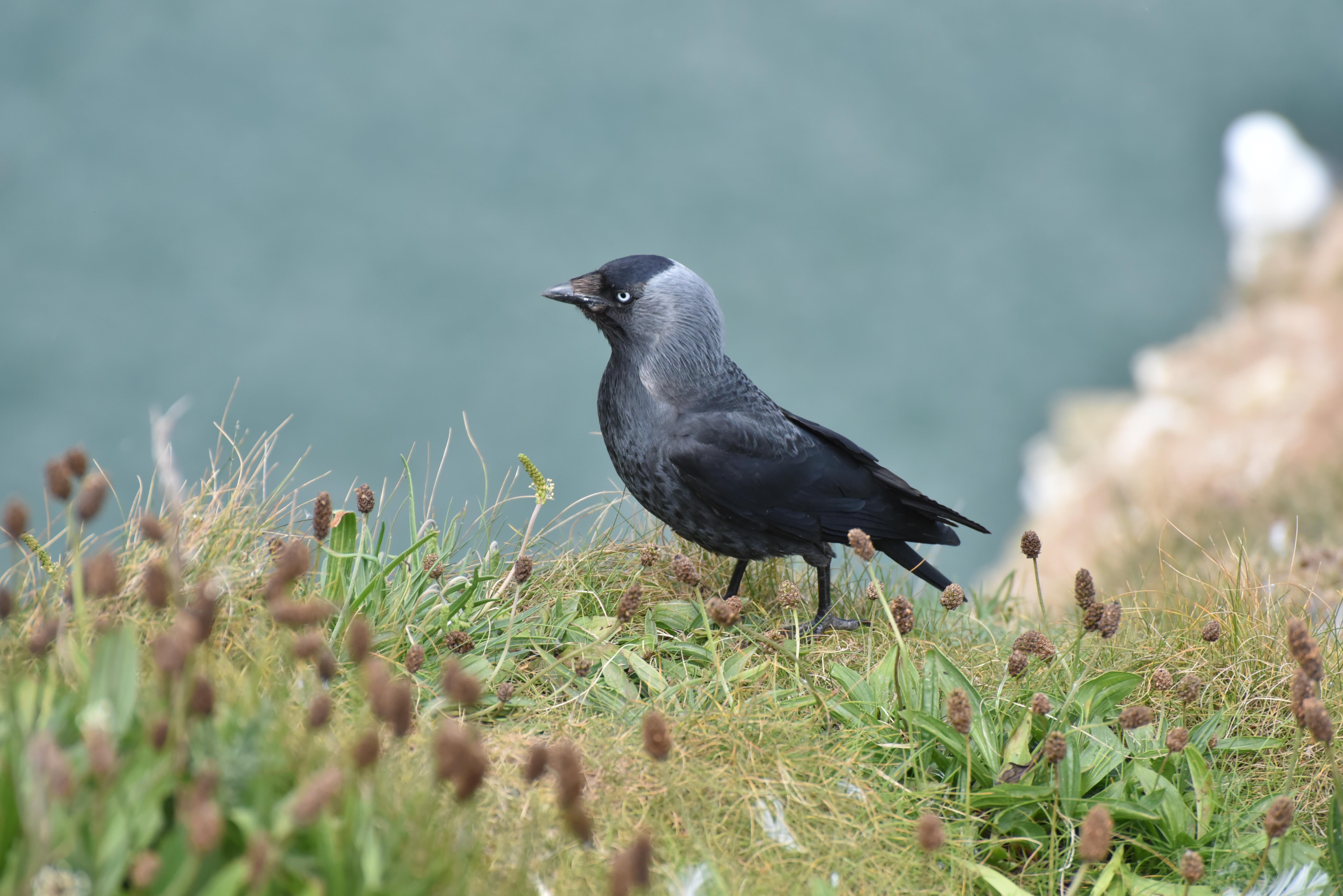 Jackdaw