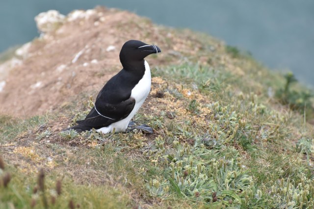 Razorbill